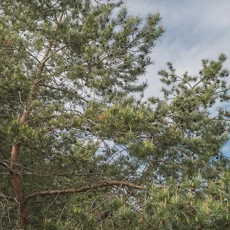 Pinewood By The Sea Palanga